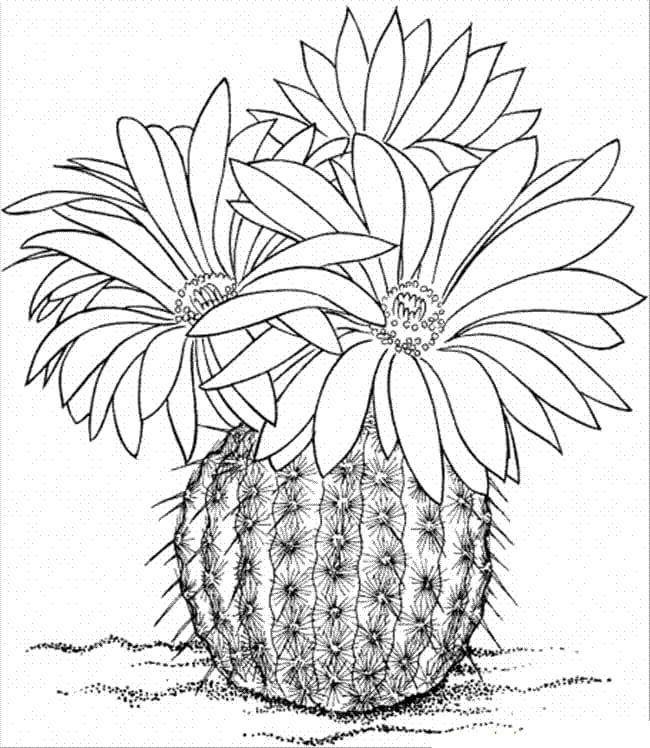 Coloriage Cactus à trois fleurs sur