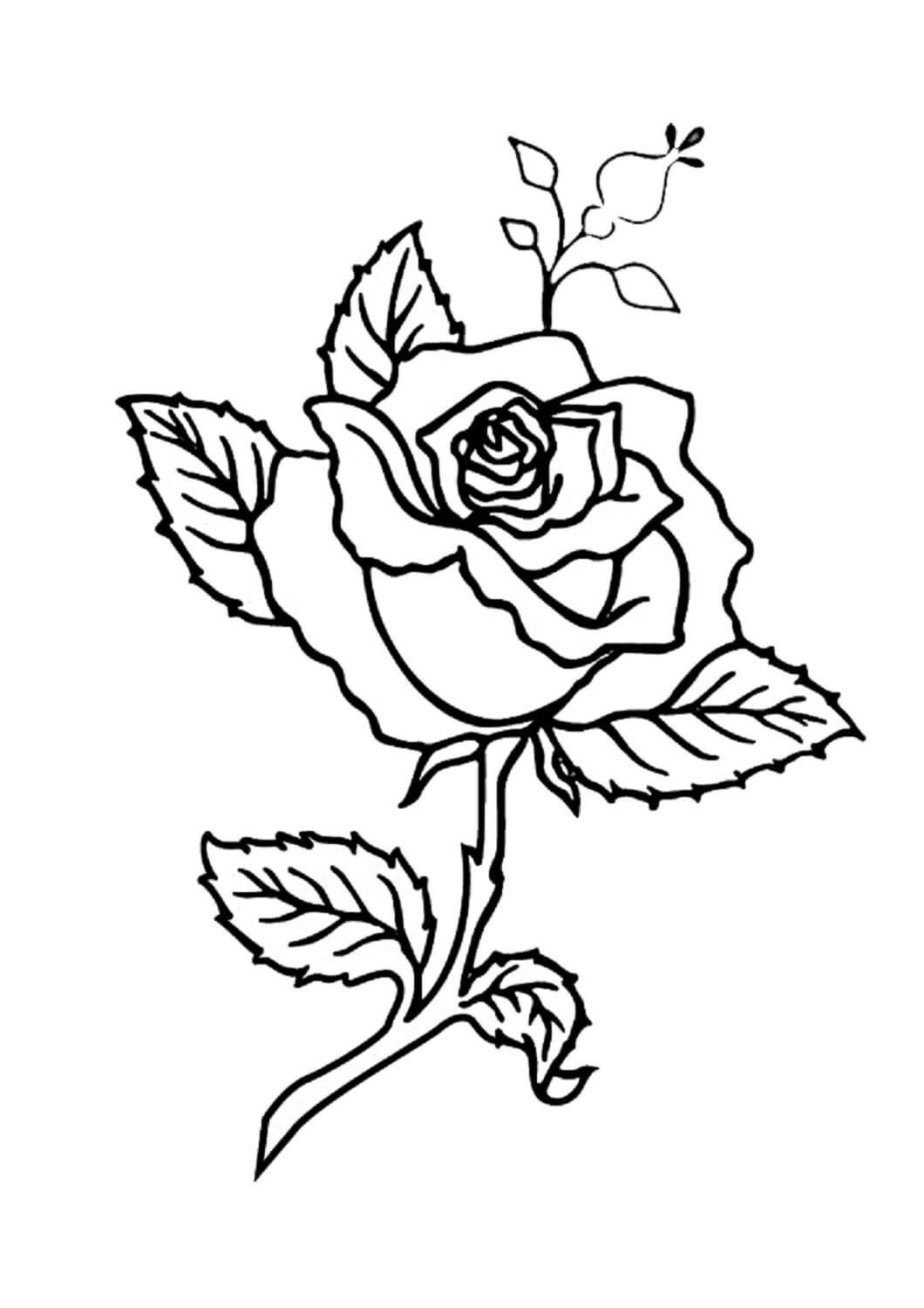 Coloriage Belle Rose