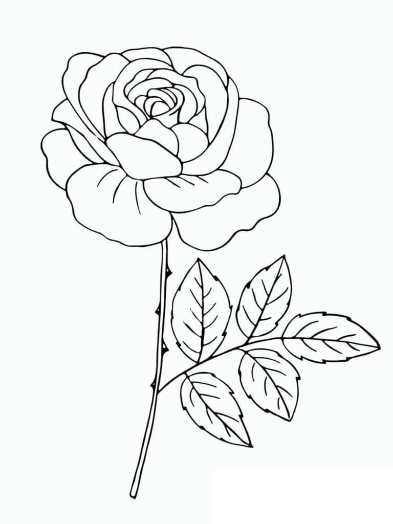 Coloriage Belle Rose