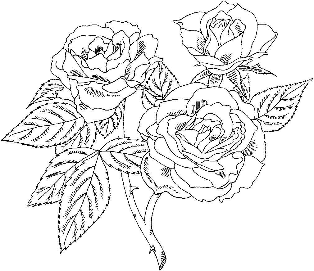 Coloriage Belles Roses