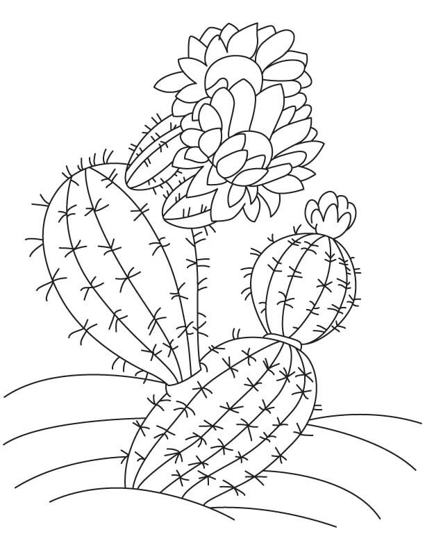 Coloriage Cactus avec fleur