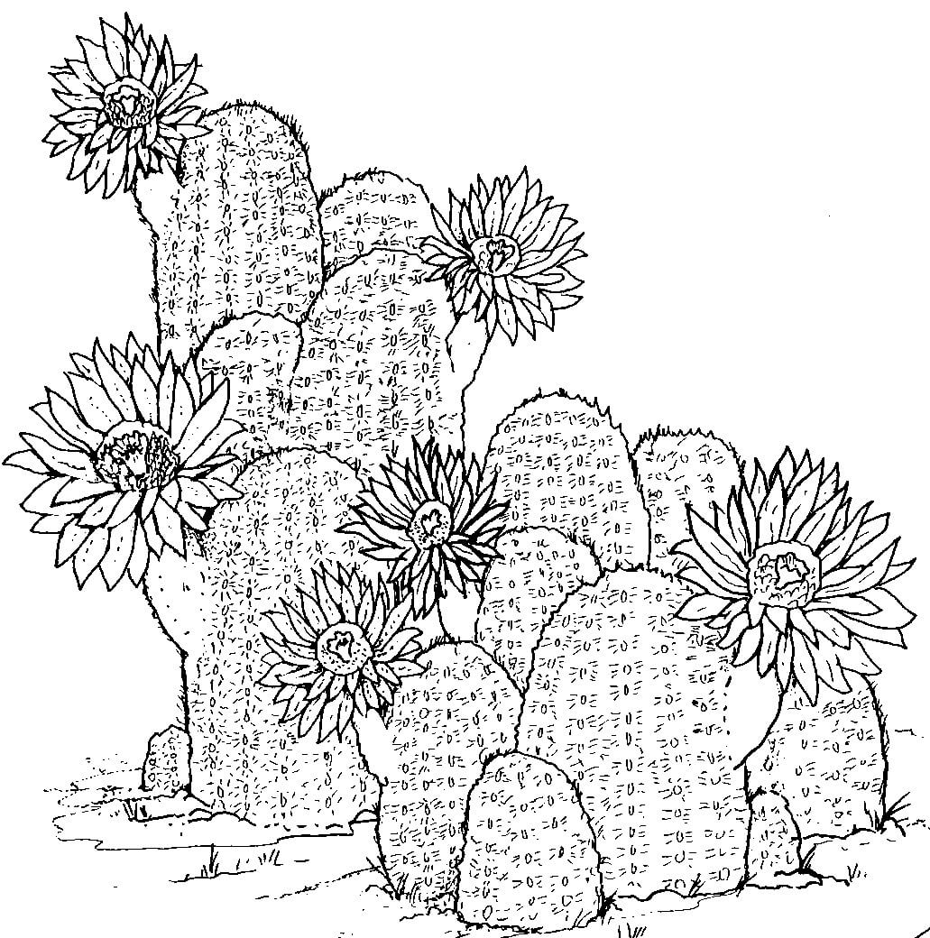 Coloriage Dessin à la main de cactus