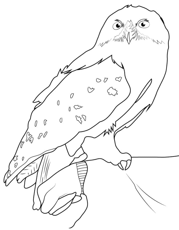 Hedwig de Harry Potter coloring page