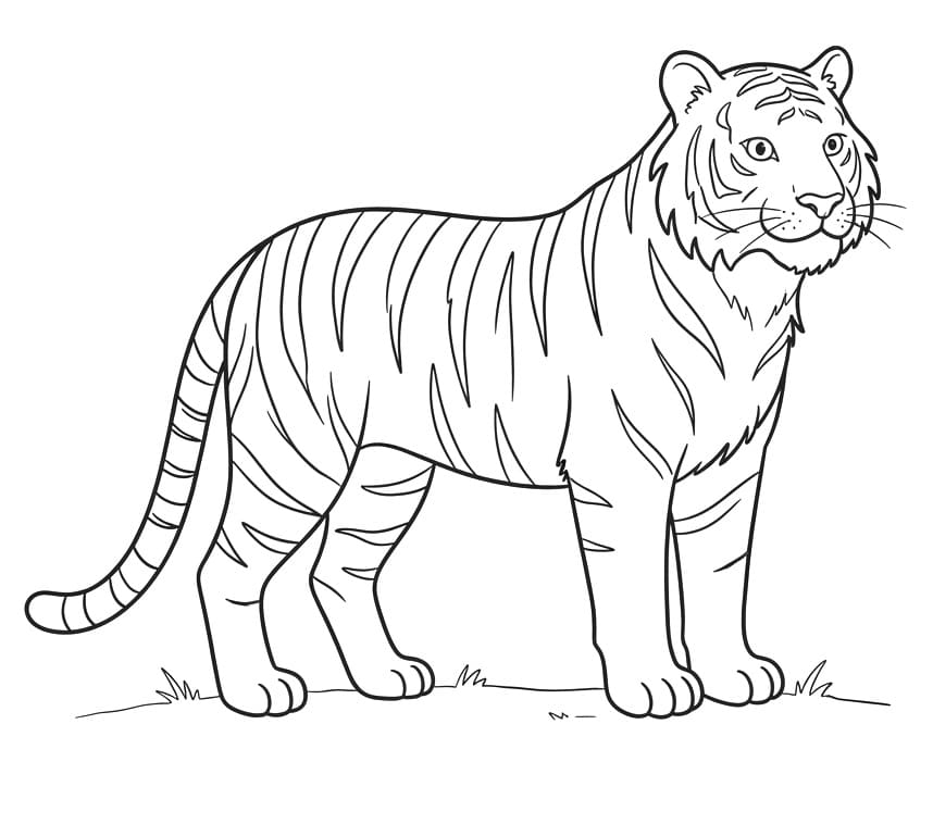 Coloriage Tigre Asiatique