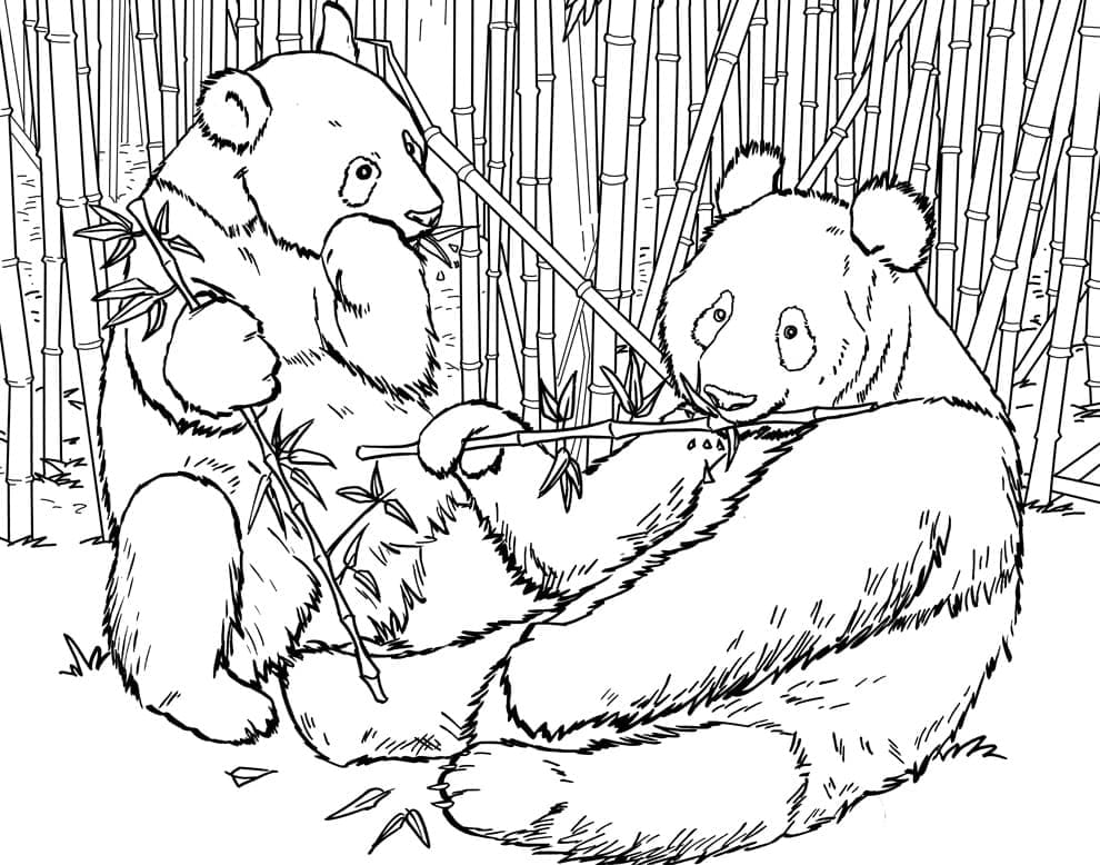 Deux Pandas coloring page