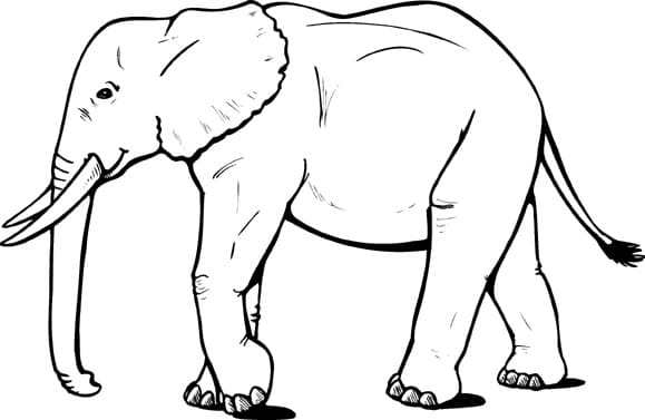 Éléphant 4 coloring page