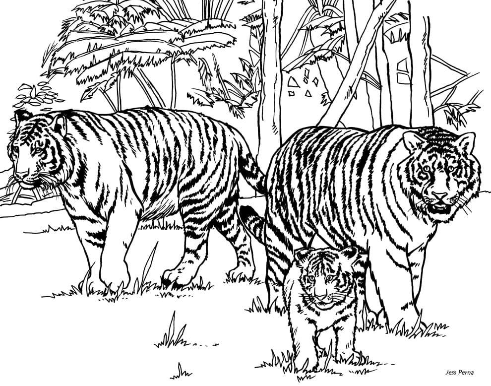 Coloriage Famille de Tigre
