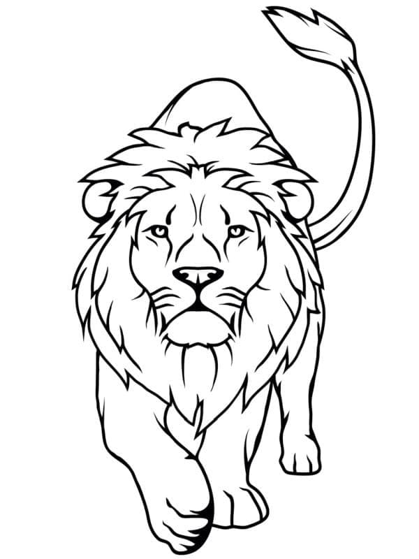 Coloriage Grand Lion