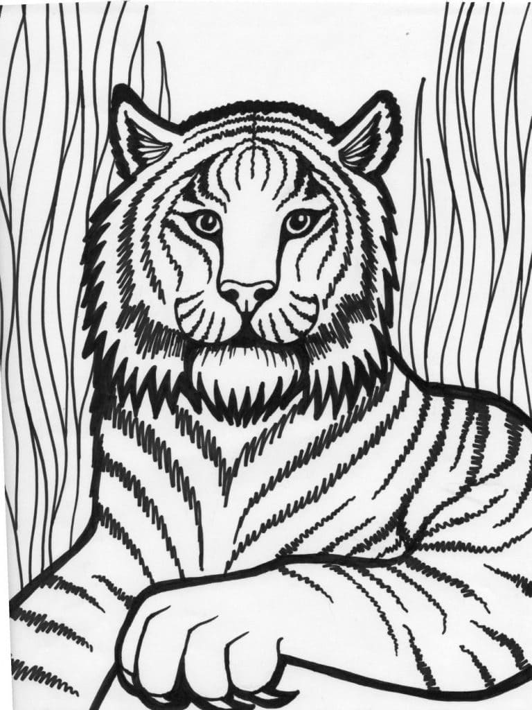 Coloriage Grand Tigre