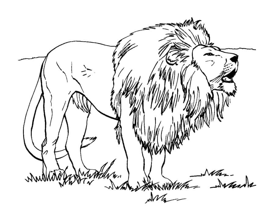 Coloriage Lion à l'état Sauvage