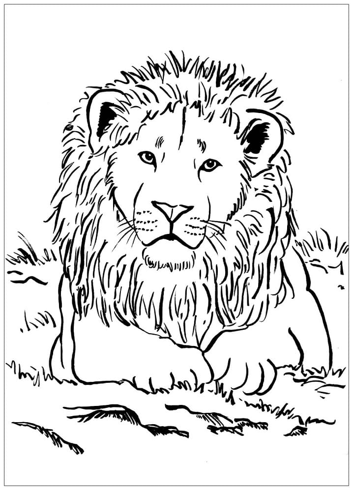 Coloriage Lion Regarde