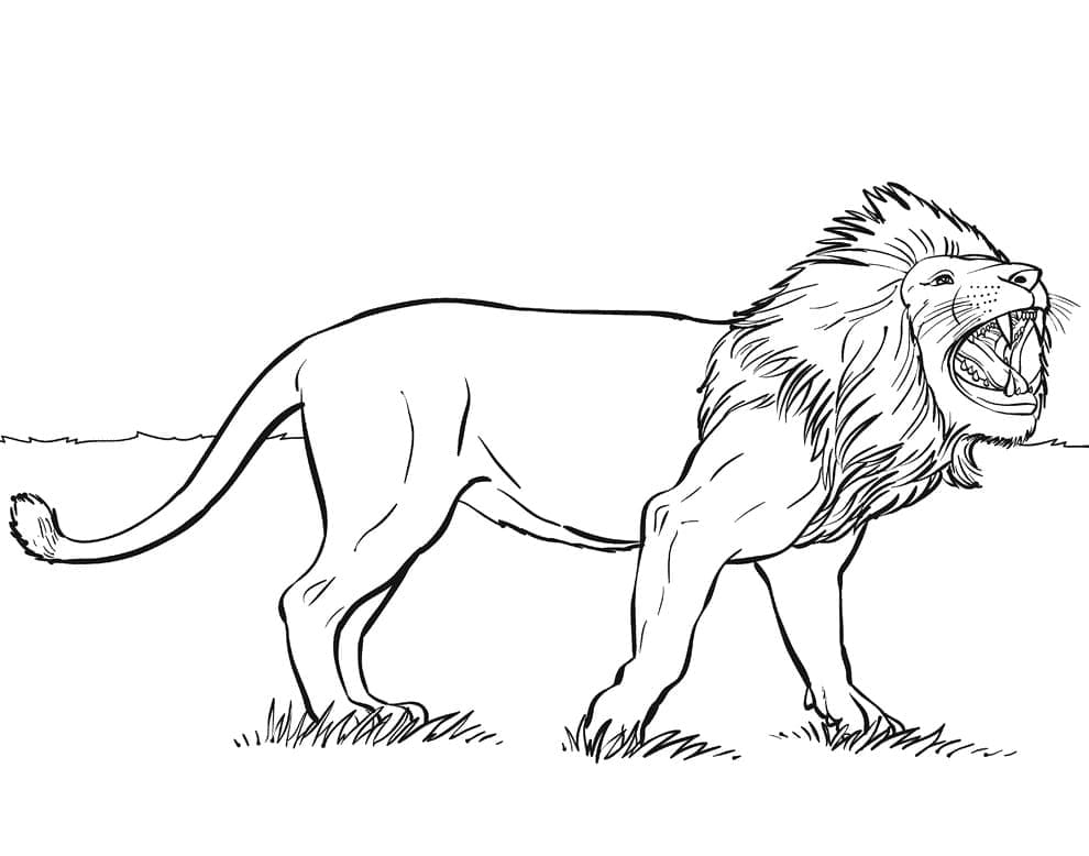 Coloriage Lion Rugissant