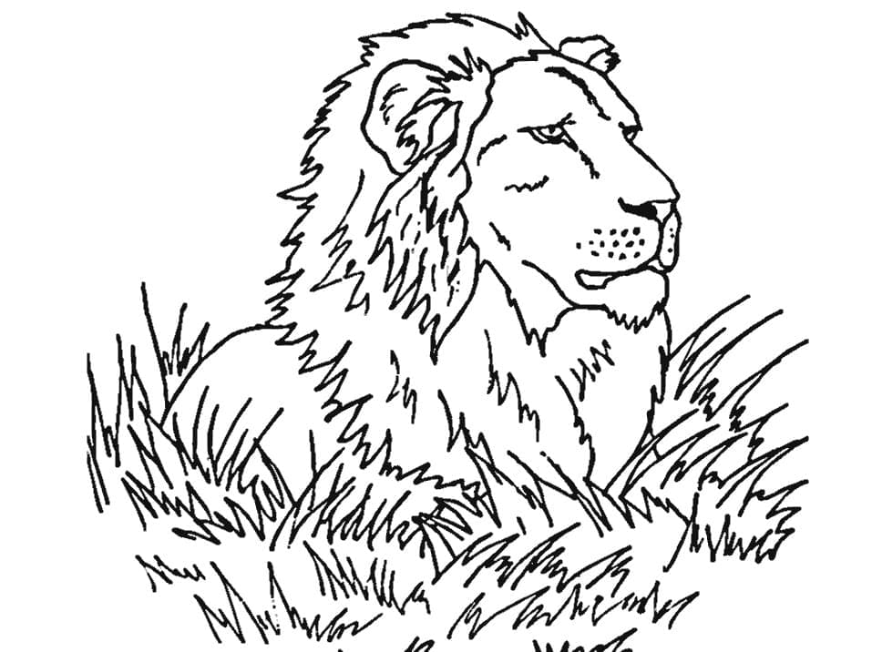 Coloriage Lion Sur l'herbe