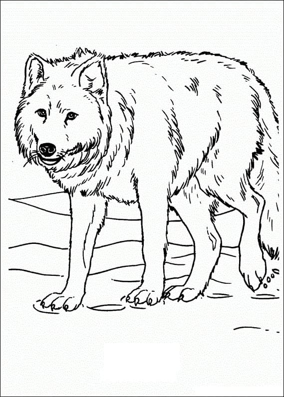 Loup Qui Marche coloring page
