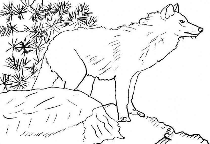 Loup Sauvage coloring page
