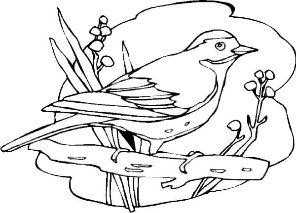 Coloriage Oiseau Sur Une Branche