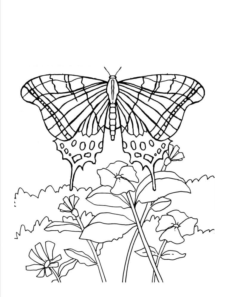 Papillon étonnant coloring page