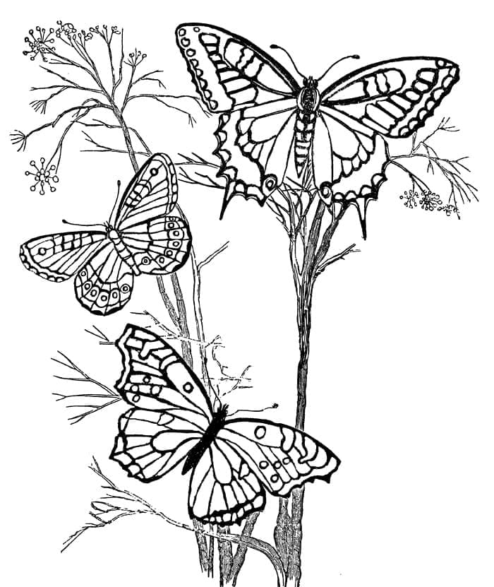 Coloriage Papillons Volants