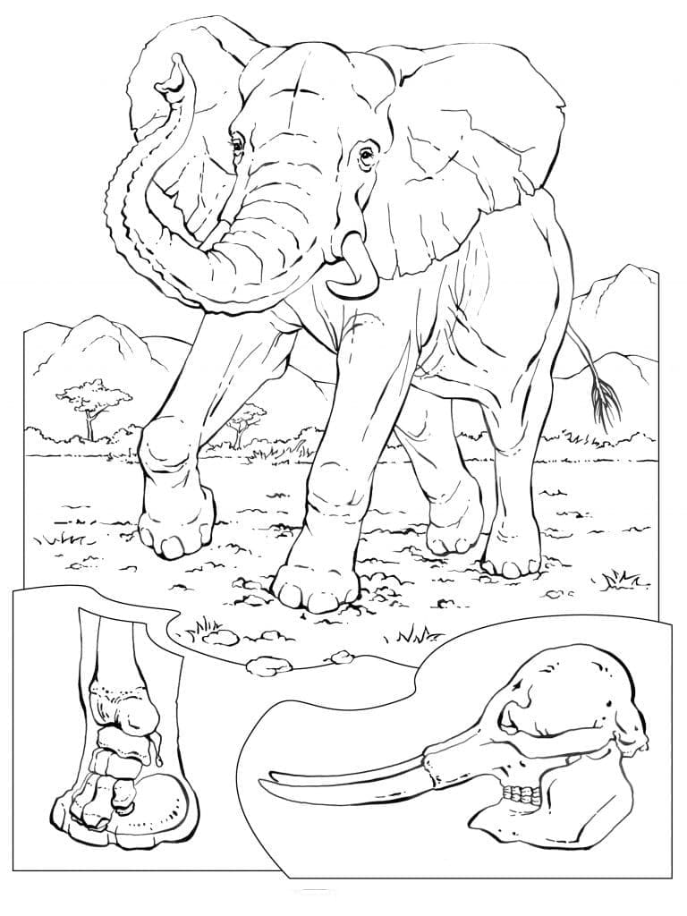 Peinture De Éléphant Afrique coloring page