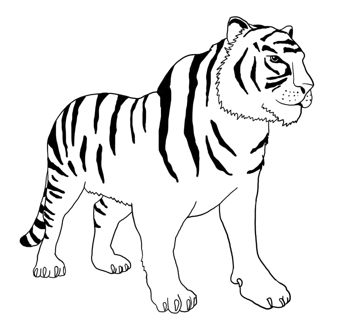 Coloriage Tigre 4