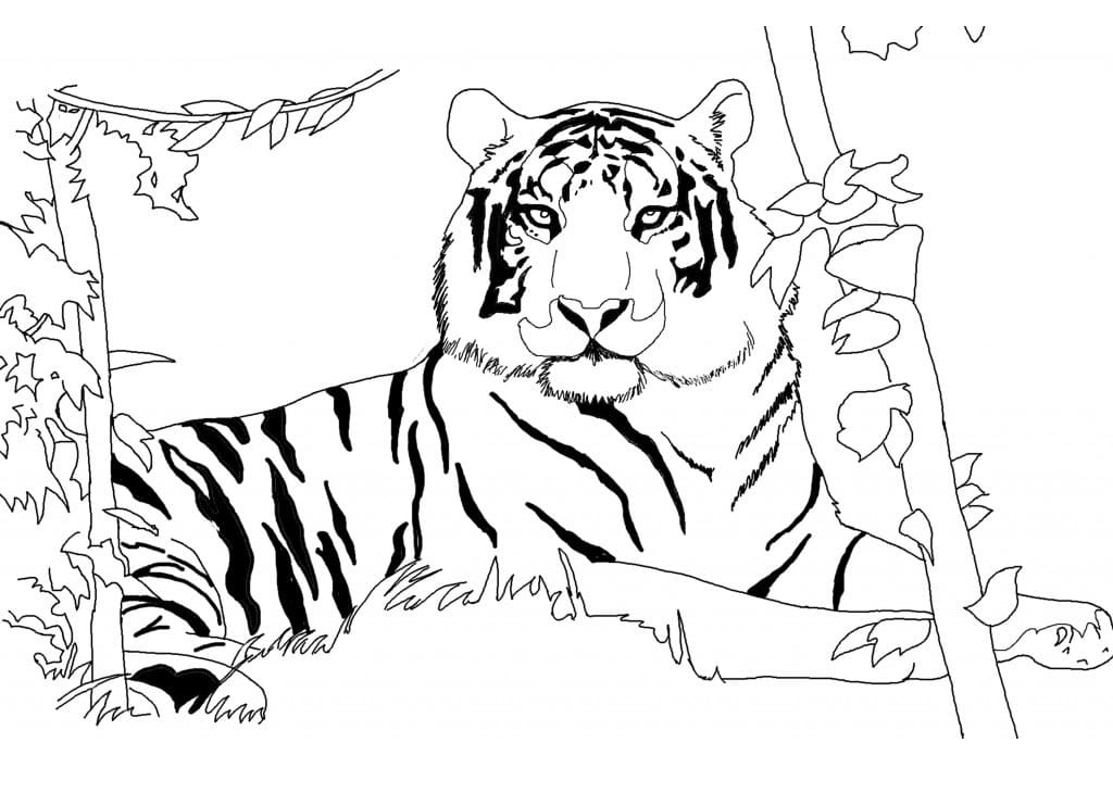 Coloriage Tigre 5