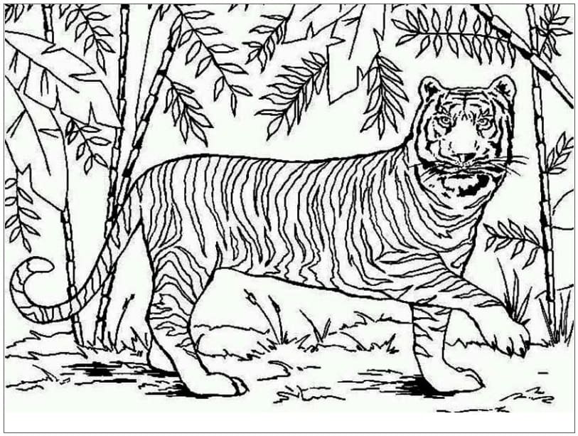 Coloriage Tigre Asiatique