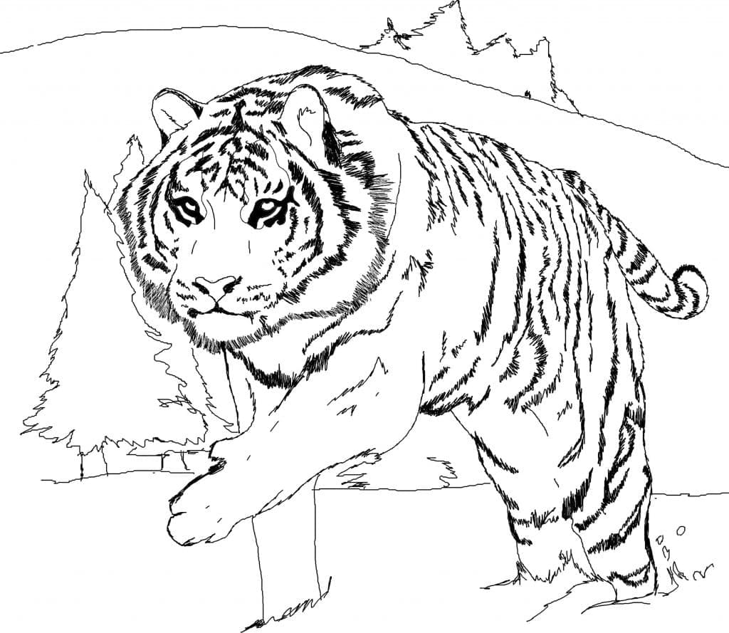 Coloriage Tigre Blanc