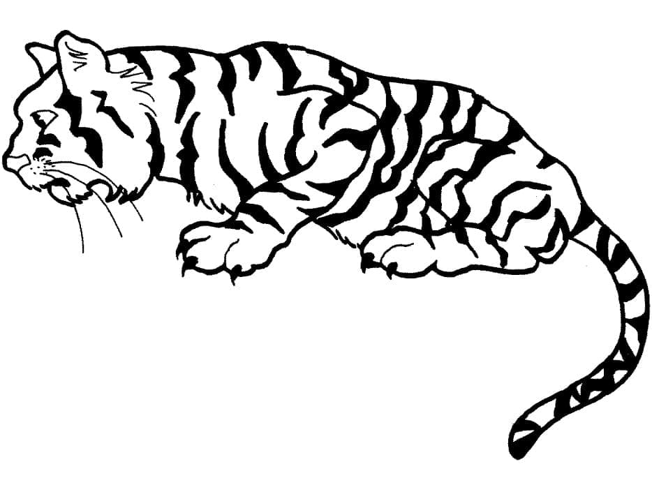 Tigre Curieux coloring page