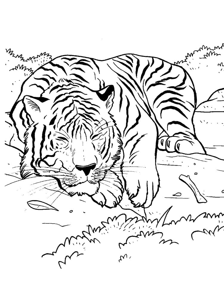 Coloriage Tigre Endormi