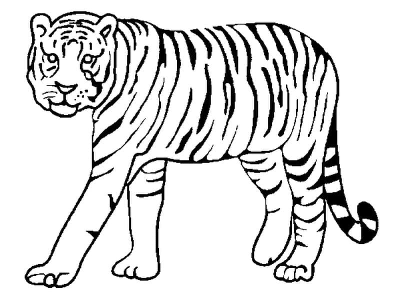Coloriage Tigre Génial