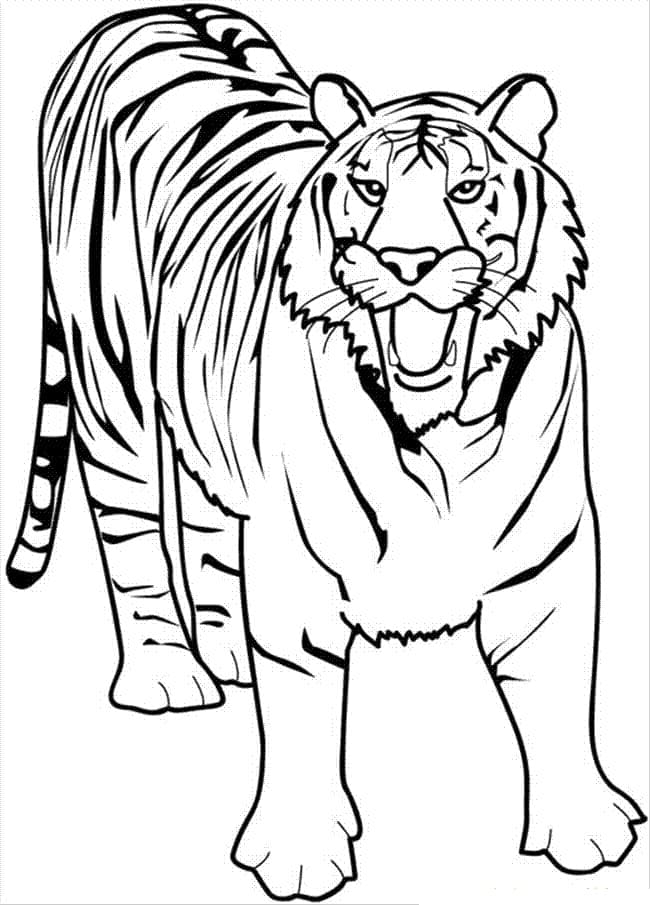 Tigre Gratuit coloring page