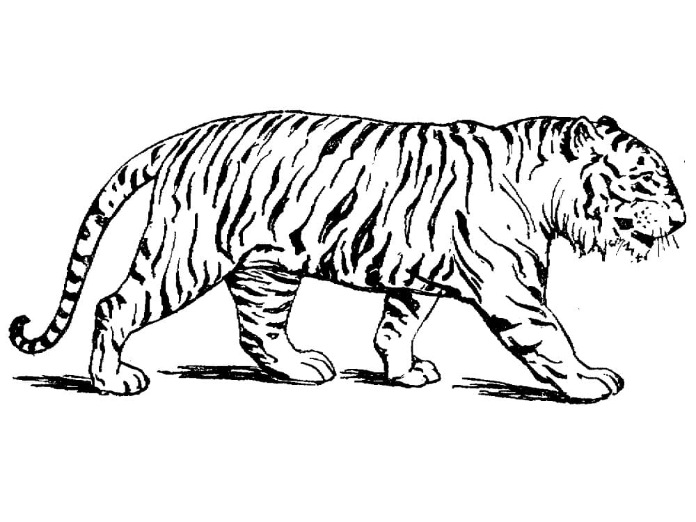 Tigre Incroyable coloring page