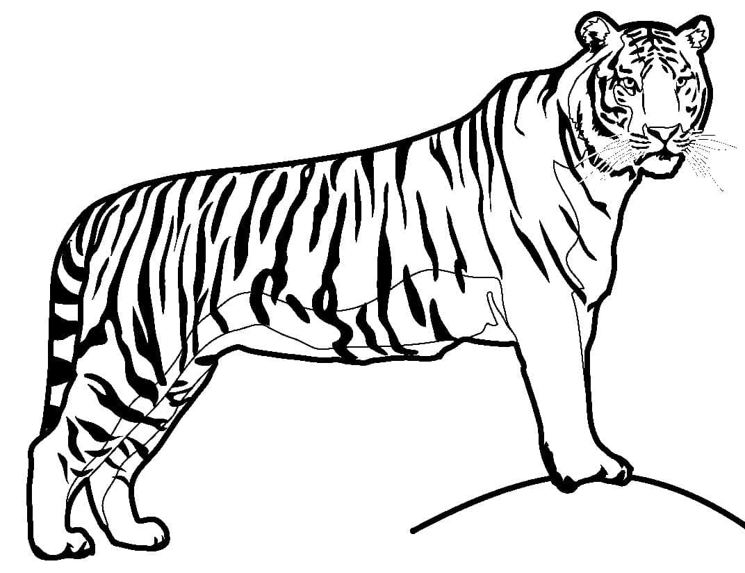 Coloriage Tigre Puissant