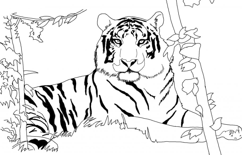 Tigre Sauvage coloring page
