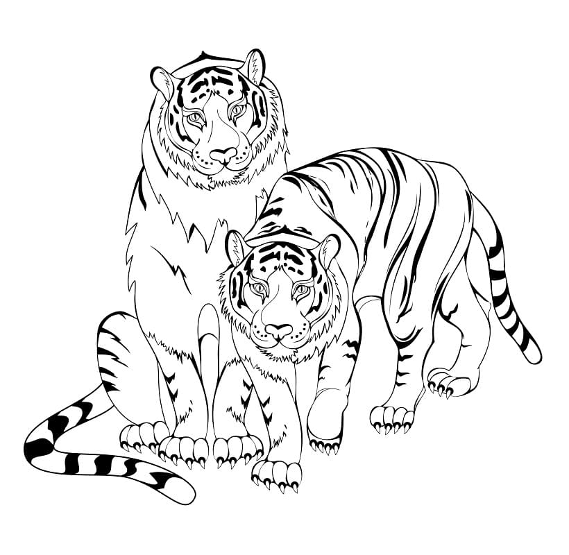 Coloriage Tigres Sauvages