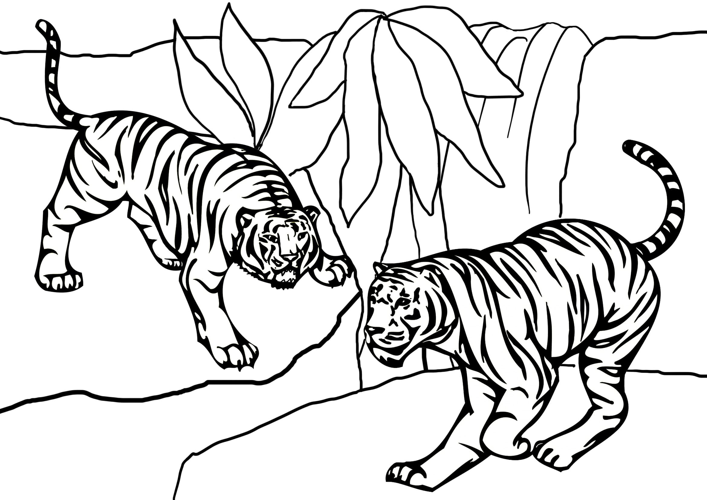 Coloriage Tigres