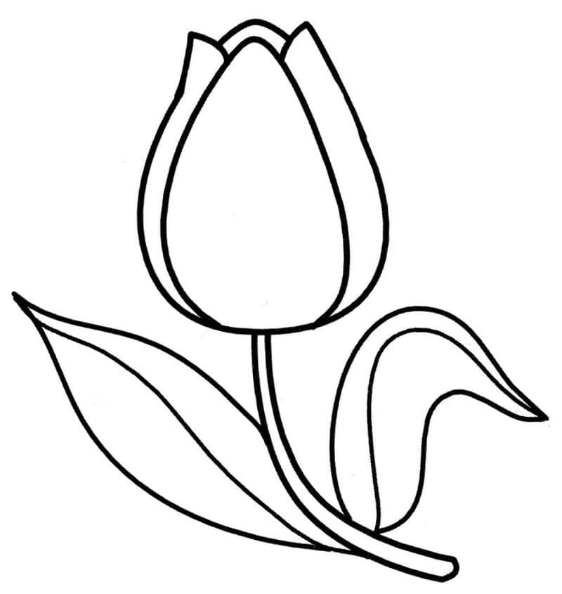 Coloriage Tulipe Gratuite