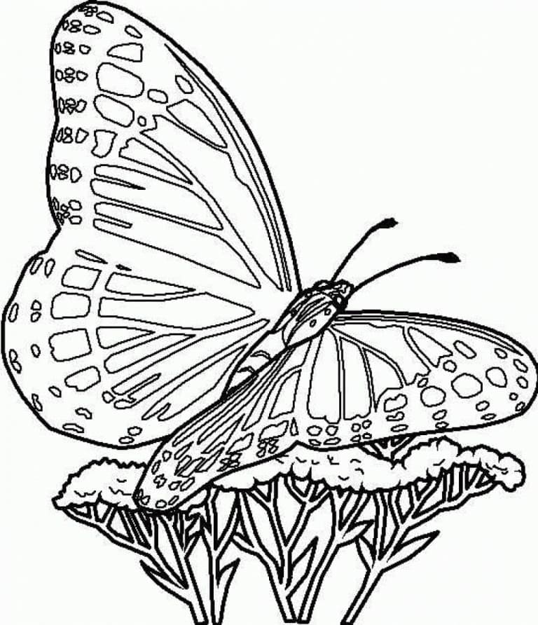 Un Joli Papillon coloring page