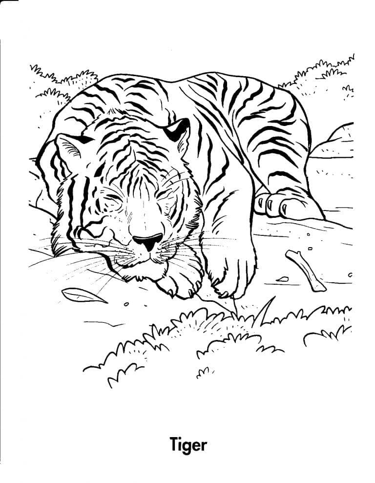 Coloriage Un Tigre Endormi