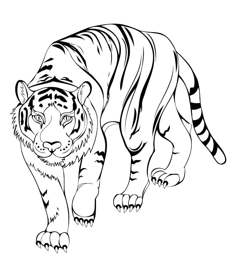 Un Tigre Qui Marche coloring page