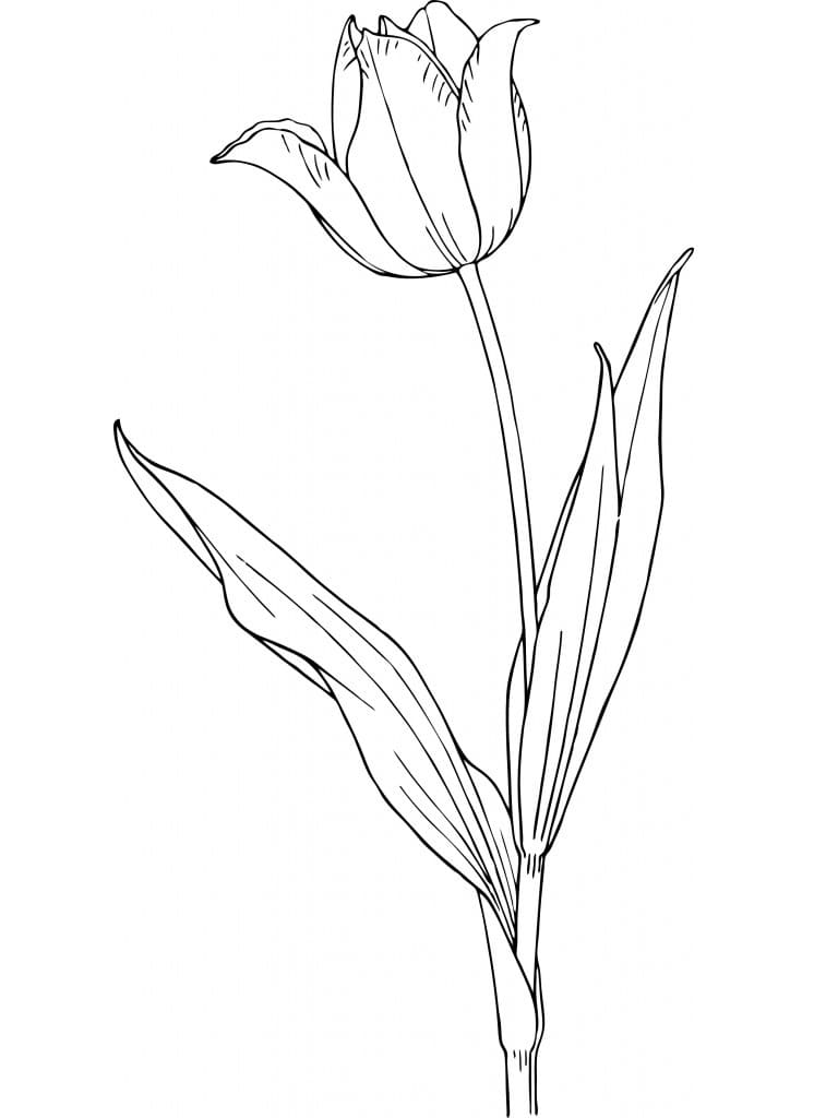 Une Belle Tulipe coloring page