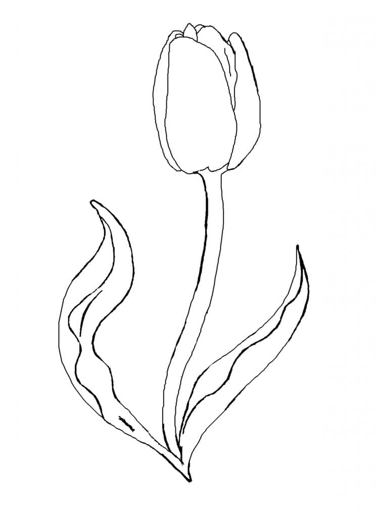 Coloriage Une Fleur de Tulipe