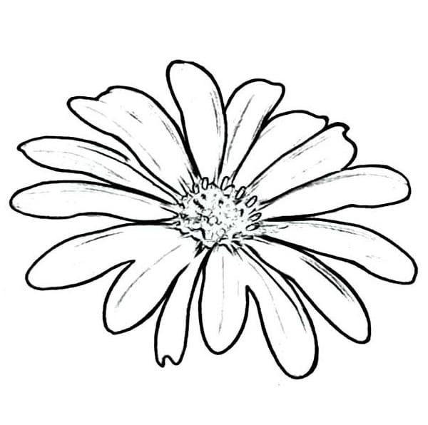 Belle Fleur de Marguerite coloring page