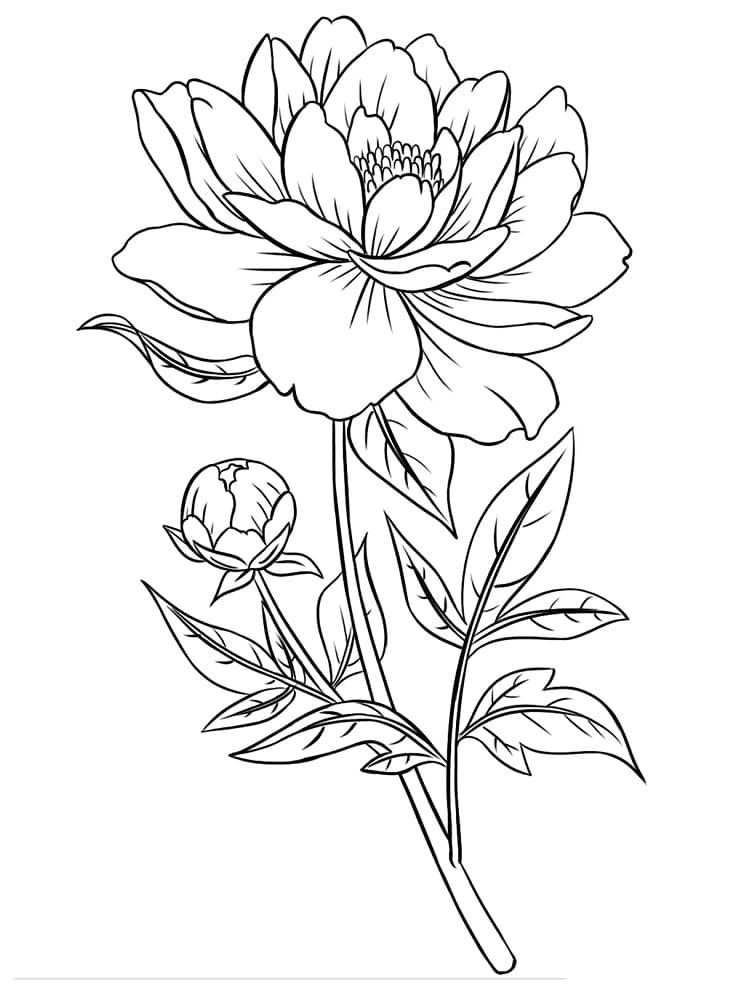 Belle Fleur de Pivoine coloring page