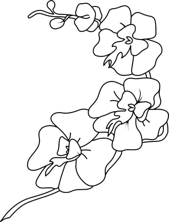 Belle Orchidée coloring page
