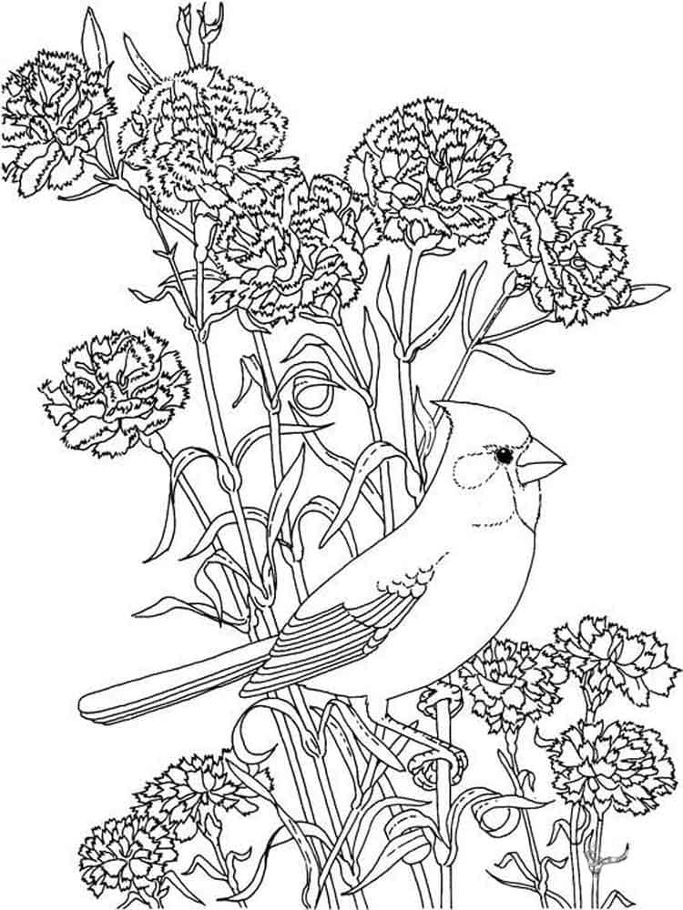 Cardinal et Pivoine coloring page