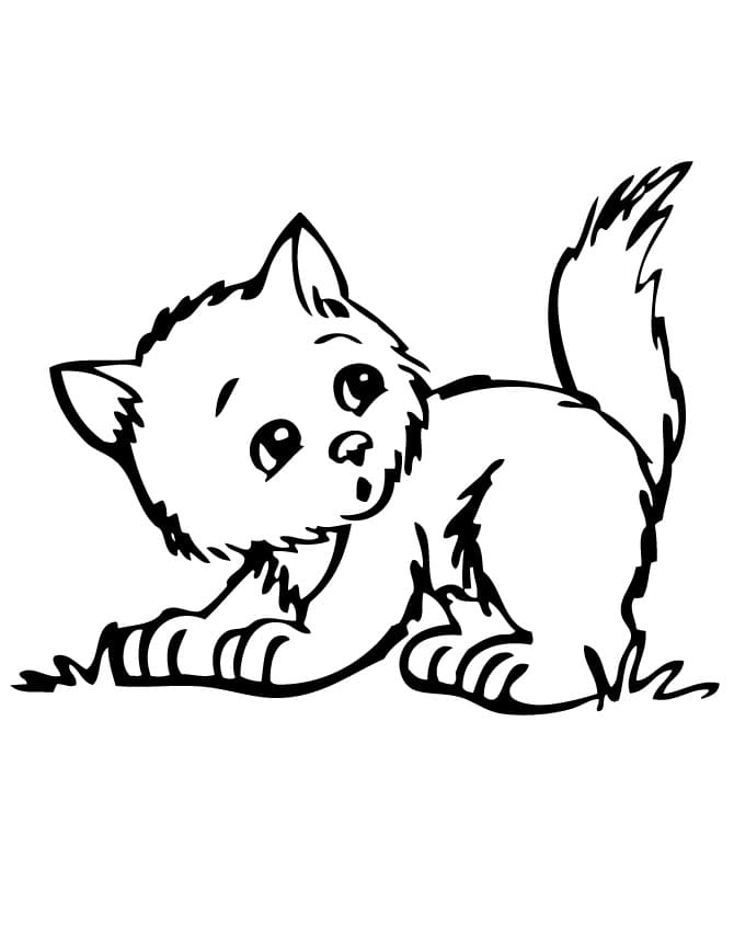 Chaton Curieux coloring page