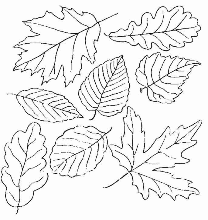 Feuilles Automne 3 coloring page