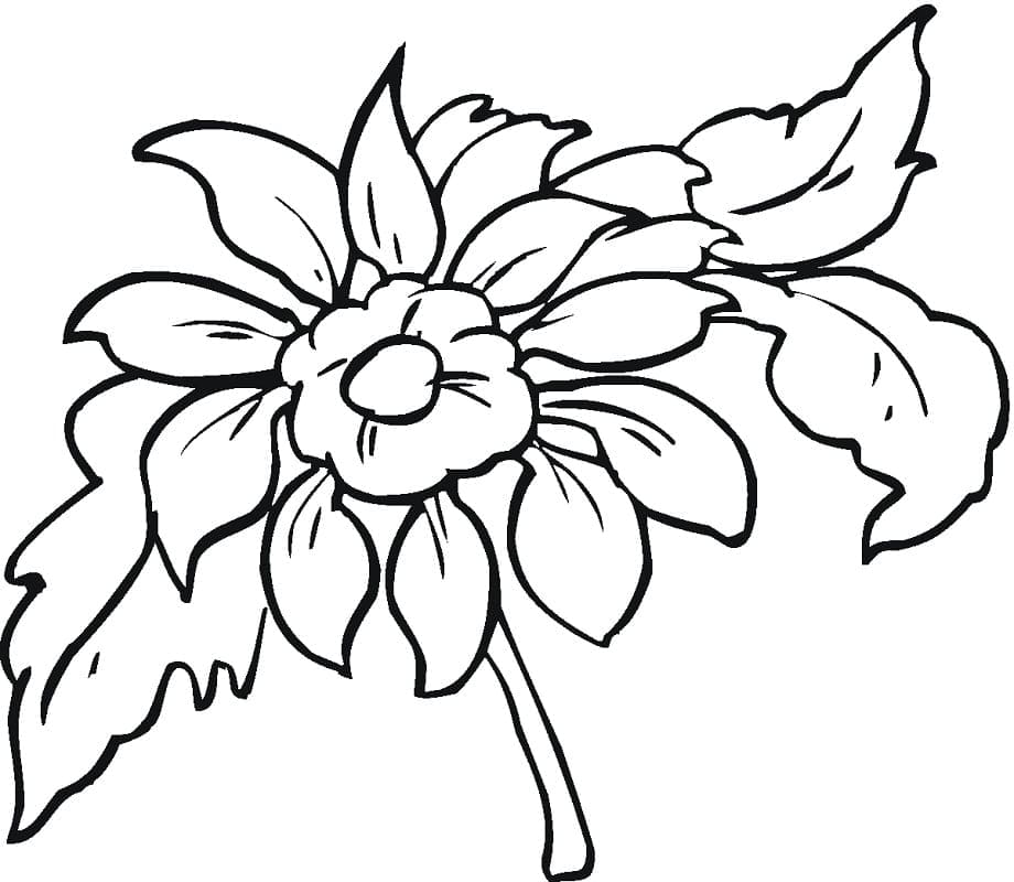 Coloriage Fleur de Dahlia 1