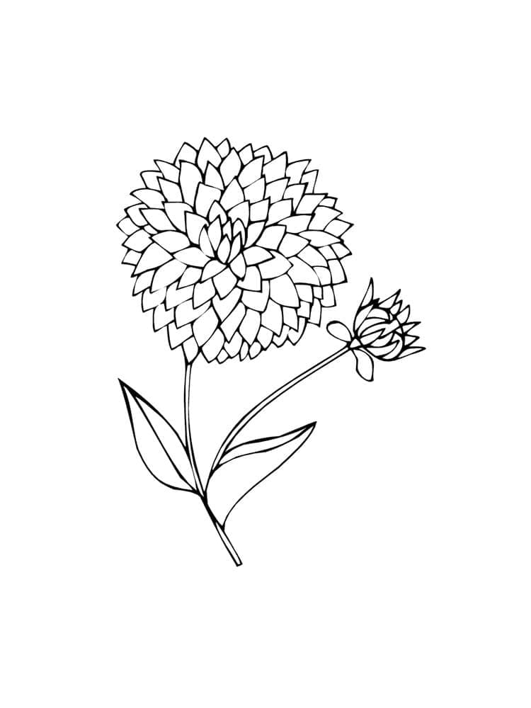 Coloriage Fleur de Dahlia 2